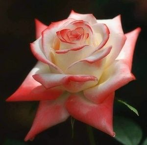 Meet your Posher, Rosa